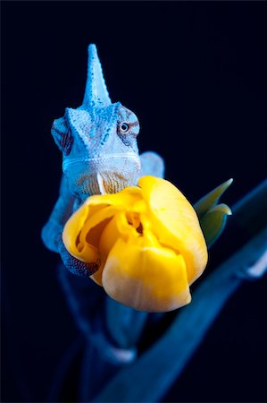 Beautiful big chameleon sitting on a tulip Stock Photo - Budget Royalty-Free & Subscription, Code: 400-05205795