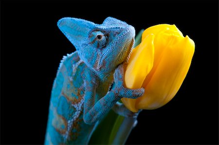 Beautiful big chameleon sitting on a tulip Stock Photo - Budget Royalty-Free & Subscription, Code: 400-05205798