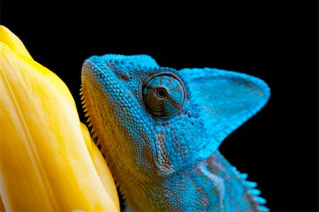 Beautiful big chameleon sitting on a tulip Stock Photo - Budget Royalty-Free & Subscription, Code: 400-05205792