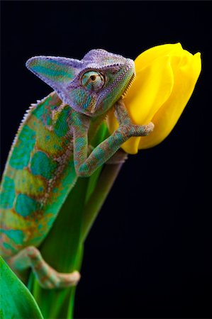 Beautiful big chameleon sitting on a tulip Stock Photo - Budget Royalty-Free & Subscription, Code: 400-05205804