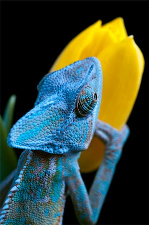 Beautiful big chameleon sitting on a tulip Photographie de stock - Aubaine LD & Abonnement, Code: 400-05205807