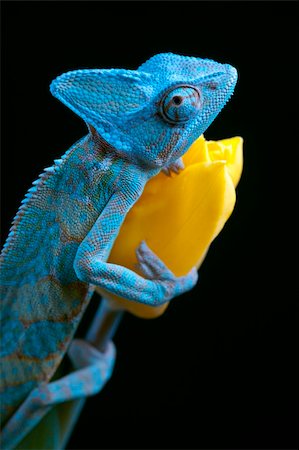 Beautiful big chameleon sitting on a tulip Stock Photo - Budget Royalty-Free & Subscription, Code: 400-05205809