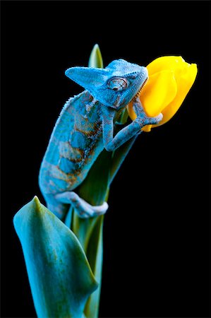 Beautiful big chameleon sitting on a tulip Stock Photo - Budget Royalty-Free & Subscription, Code: 400-05205801