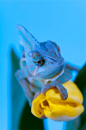 Beautiful big chameleon sitting on a tulip Photographie de stock - Aubaine LD & Abonnement, Code: 400-05205815