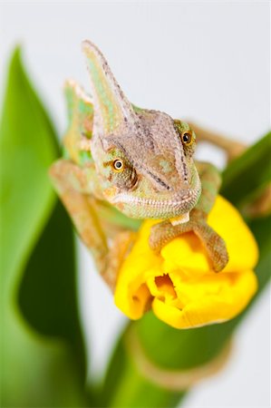 Beautiful big chameleon sitting on a tulip Foto de stock - Super Valor sin royalties y Suscripción, Código: 400-05205817