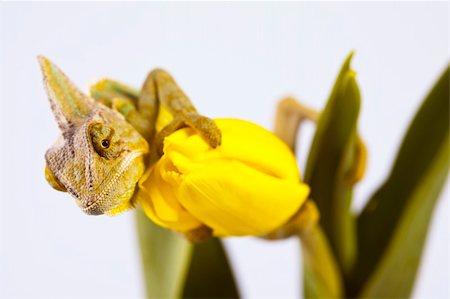 Beautiful big chameleon sitting on a tulip Photographie de stock - Aubaine LD & Abonnement, Code: 400-05205811