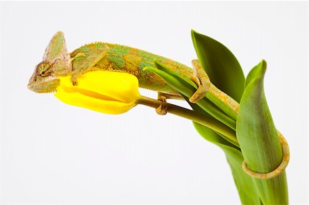 Beautiful big chameleon sitting on a tulip Stock Photo - Budget Royalty-Free & Subscription, Code: 400-05205813
