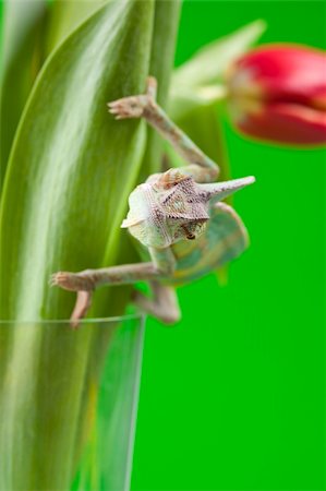 Beautiful big chameleon sitting on a tulip Stock Photo - Budget Royalty-Free & Subscription, Code: 400-05205824
