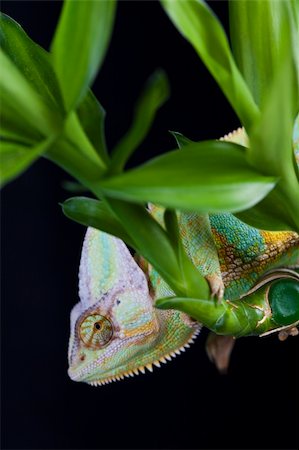 Beautiful big chameleon sitting on a bamboo Photographie de stock - Aubaine LD & Abonnement, Code: 400-05205825