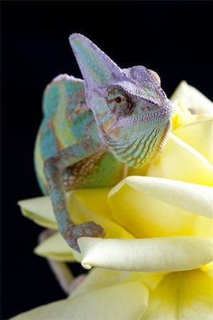 Beautiful big chameleon sitting on a flower Stock Photo - Budget Royalty-Free & Subscription, Code: 400-05205826