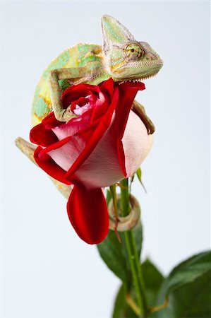 Beautiful big chameleon sitting on a rose Photographie de stock - Aubaine LD & Abonnement, Code: 400-05205827