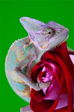 Beautiful big chameleon sitting on a flower Stock Photo - Budget Royalty-Free & Subscription, Code: 400-05205828