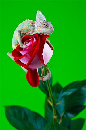 Beautiful big chameleon sitting on a flower Stock Photo - Budget Royalty-Free & Subscription, Code: 400-05205829