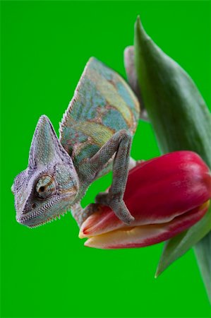 Beautiful big chameleon sitting on a tulip Stock Photo - Budget Royalty-Free & Subscription, Code: 400-05205820