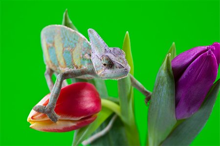 Beautiful big chameleon sitting on a tulip Stock Photo - Budget Royalty-Free & Subscription, Code: 400-05205821