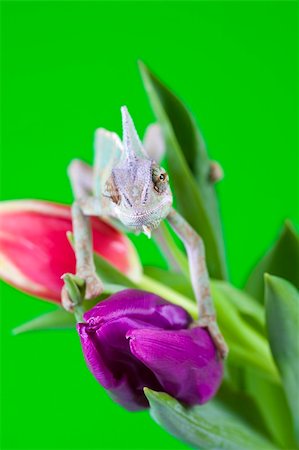Beautiful big chameleon sitting on a tulip Stock Photo - Budget Royalty-Free & Subscription, Code: 400-05205822