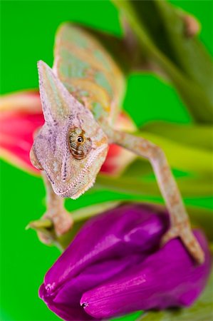 Beautiful big chameleon sitting on a tulip Stock Photo - Budget Royalty-Free & Subscription, Code: 400-05205823
