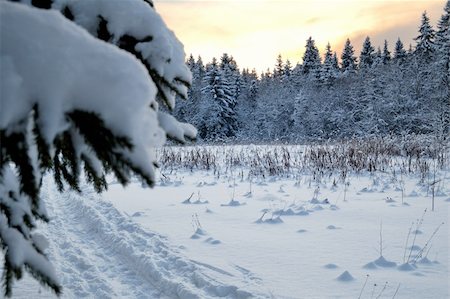 ski yellow - Beautiful landscape forest photographed at sunset Stock Photo - Budget Royalty-Free & Subscription, Code: 400-05205836