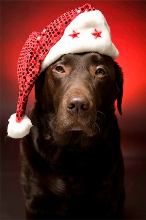 dog christmas background - chocolate labrador at christmas wearing a santa hat Stock Photo - Budget Royalty-Free & Subscription, Code: 400-05206406