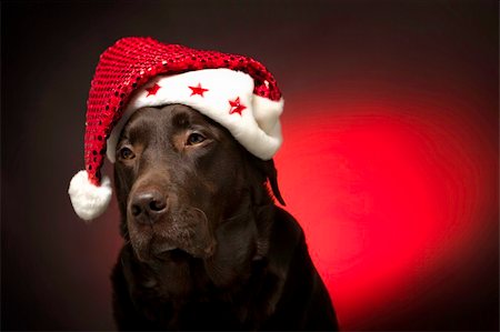 simsearch:400-05742476,k - chocolate labrador at christmas wearing a santa hat Photographie de stock - Aubaine LD & Abonnement, Code: 400-05206409