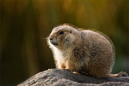 simsearch:400-05170877,k - Prairie dog in warm winterfur with autumn colors in background, sitting on the edge of its burrow Foto de stock - Super Valor sin royalties y Suscripción, Código: 400-05206488