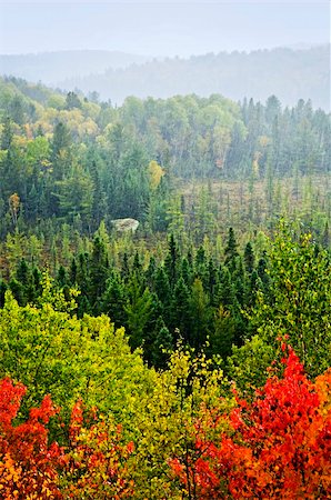 simsearch:400-06852043,k - High view of fall forest with colorful trees in rain storm Fotografie stock - Microstock e Abbonamento, Codice: 400-05206745
