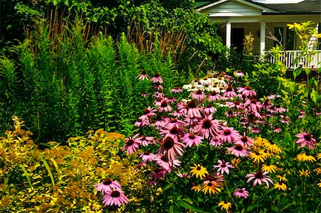 flor conífera - Residential landscaped garden with purple echinacea coneflowers and plants Foto de stock - Royalty-Free Super Valor e Assinatura, Número: 400-05206749