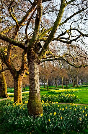 flower park in london - Blooming daffodils in St James's Park in London Stock Photo - Budget Royalty-Free & Subscription, Code: 400-05206758