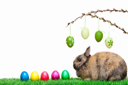 Easter bunny sitting in meadow with colorful Easter eggs and pussy willow.  Isolated on white Background. Photographie de stock - Aubaine LD & Abonnement, Code: 400-05206897