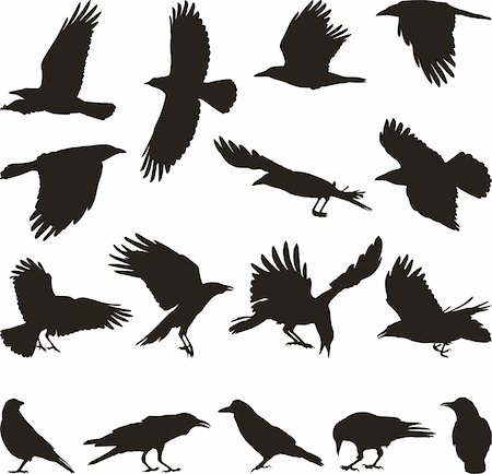 black isolated silhouettes of carrion crow on the white background Foto de stock - Super Valor sin royalties y Suscripción, Código: 400-05207438