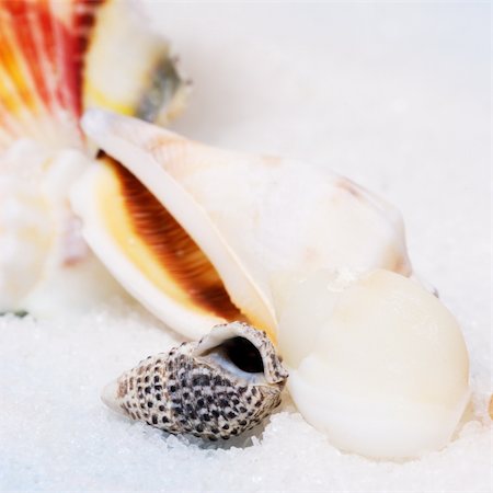 simsearch:400-04574520,k - Selective focus on little seashell in foreground Stockbilder - Microstock & Abonnement, Bildnummer: 400-05207642