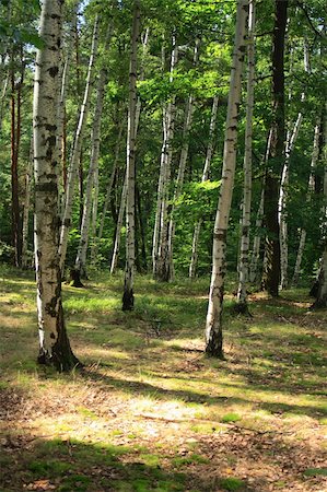 simsearch:400-08348471,k - fresh spring forest in the Jeseniky mountains Stockbilder - Microstock & Abonnement, Bildnummer: 400-05207672