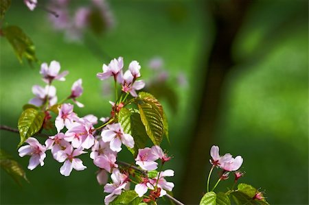 simsearch:841-07083645,k - Sakura (japanese cherry) branch against green backgrounds, room for copy. Stock Photo - Budget Royalty-Free & Subscription, Code: 400-05208593