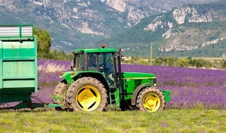 simsearch:400-07293838,k - lavender harvest, Alpes-de-Haute-Provence Departement, France Photographie de stock - Aubaine LD & Abonnement, Code: 400-05208824