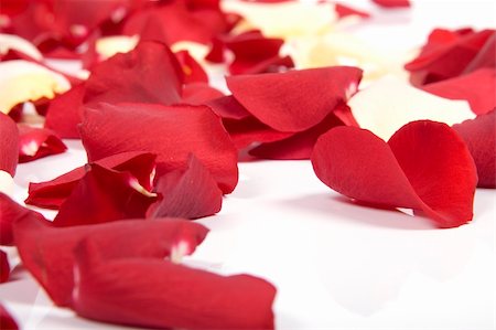 simsearch:400-05159213,k - Red rose petals Stock Photo - Budget Royalty-Free & Subscription, Code: 400-05208996