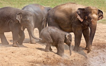 Elephants family playing in the dust. Horizontal shot. Stock Photo - Budget Royalty-Free & Subscription, Code: 400-05209256