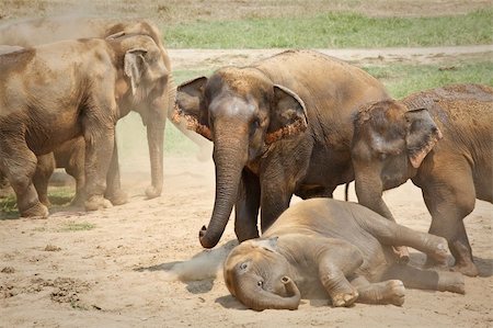 Elephants family playing in the dust. Horizontal shot. Stock Photo - Budget Royalty-Free & Subscription, Code: 400-05209257