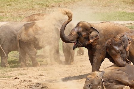 Elephants family playing in the dust. Horizontal shot. Stock Photo - Budget Royalty-Free & Subscription, Code: 400-05209258