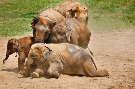 Elephants family playing in the dust. Horizontal shot. Stock Photo - Budget Royalty-Free & Subscription, Code: 400-05209259