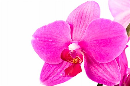 simsearch:400-05182383,k - Pink Orchid Isolated on white Photographie de stock - Aubaine LD & Abonnement, Code: 400-05209406