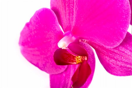 simsearch:400-05182383,k - Pink Orchid Isolated on white Photographie de stock - Aubaine LD & Abonnement, Code: 400-05209414
