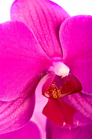simsearch:400-04874532,k - Pink Orchid Isolated on white Foto de stock - Super Valor sin royalties y Suscripción, Código: 400-05209431