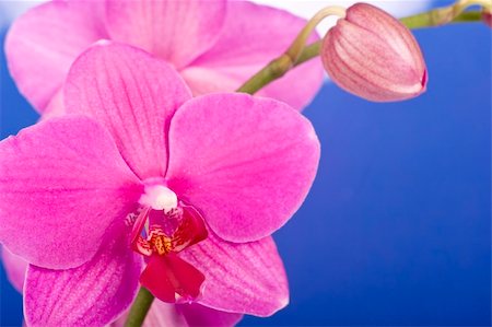 simsearch:400-04874532,k - Pink Orchid Isolated on white Foto de stock - Super Valor sin royalties y Suscripción, Código: 400-05209446