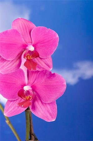 simsearch:400-04331190,k - Pink Orchid Isolated on white Stockbilder - Microstock & Abonnement, Bildnummer: 400-05209442