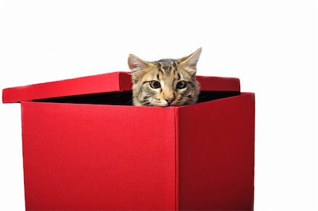 simsearch:400-08255229,k - young afraid brown cat in a red box Photographie de stock - Aubaine LD & Abonnement, Code: 400-05209795