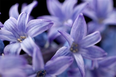 Hyacinth  macro shot Stock Photo - Budget Royalty-Free & Subscription, Code: 400-05209957