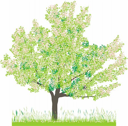 simsearch:400-05200584,k - Vector illustration of cherry tree in spring Stock Photo - Budget Royalty-Free & Subscription, Code: 400-05200585