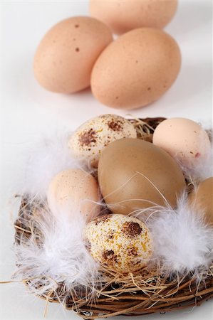 simsearch:400-04291976,k - Brown Easter eggs with feathers in a nest and brown chicken eggs on white background Photographie de stock - Aubaine LD & Abonnement, Code: 400-05200809