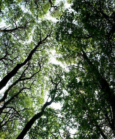 donsimon (artist) - overhead view of trees in ashridge forest near berkhamsted in hertfordshire england Foto de stock - Super Valor sin royalties y Suscripción, Código: 400-05201120