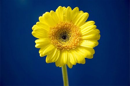 simsearch:630-02220165,k - gerbera flower Stock Photo - Budget Royalty-Free & Subscription, Code: 400-05201883